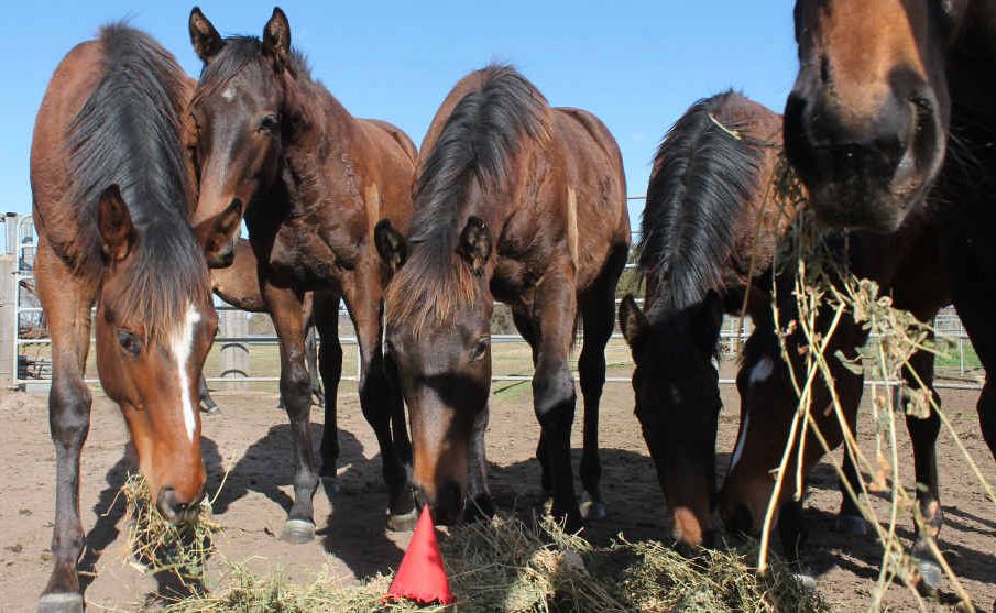 These gorgeous thoroughbred yearlings, who are yet to be officially named, celebrate their first birthday today at Warwick’s Bilena Stud. These gorgeous thoroughbred yearlings, who are yet to be officially named, celebrate their first birthday today at Warwick’s Bilena Stud.